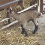 Ce petit chevreau se promenait dans les allés