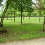 les arbres